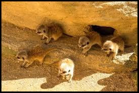 Meerkats Adelaide Zoo
