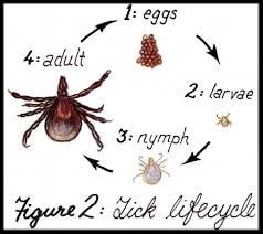 Tick Lifecycle