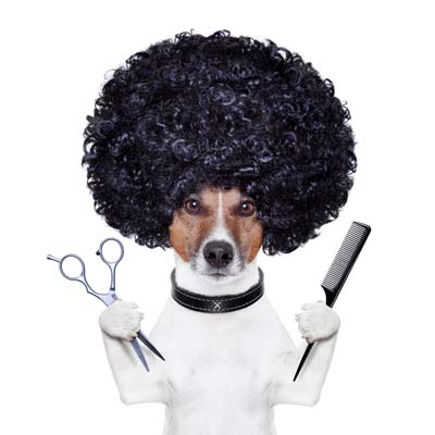 Dog Grooming Hairstyle 