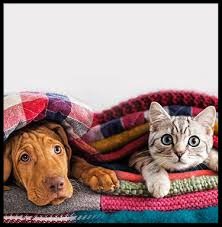 Dog and Cat under Blanket
