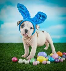 Easter Dangers for Pets