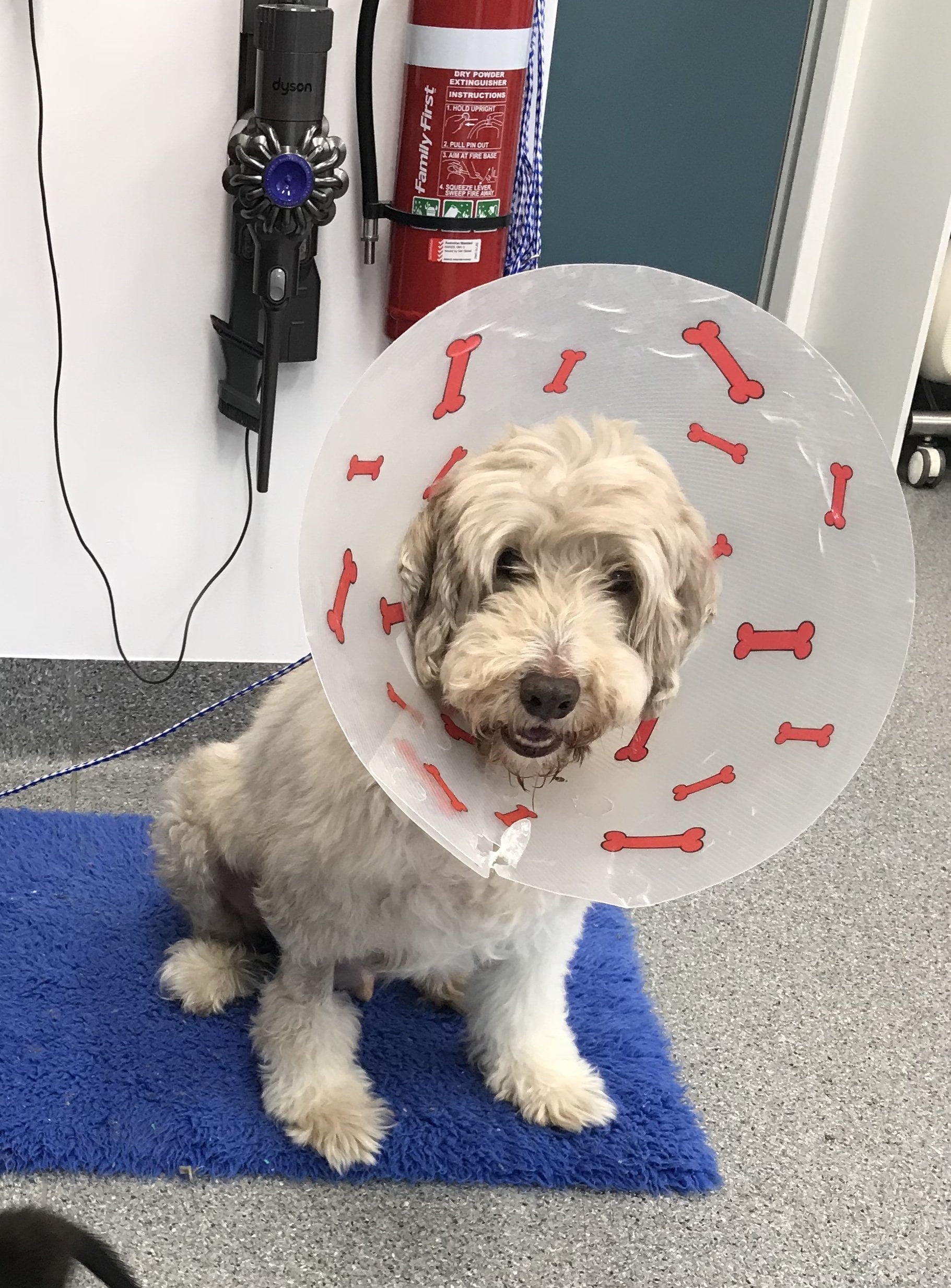 Ollie Turramurra Vet Pet of the Month