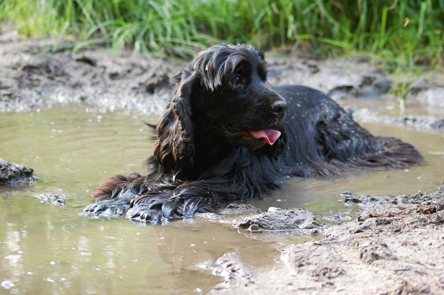 Canine Leptospirosis