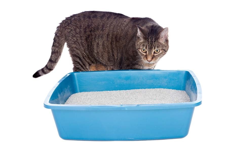 Cat and Litter Box