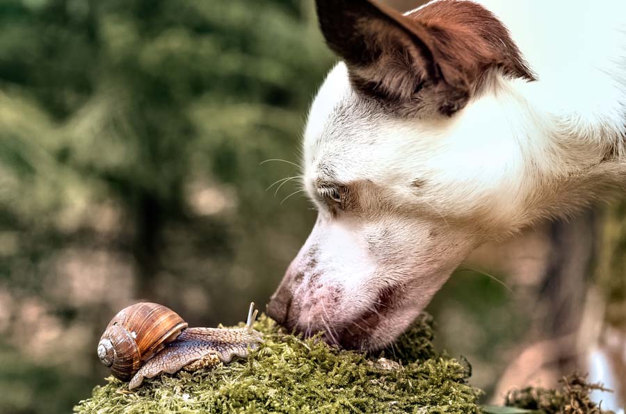 Dog and Snail