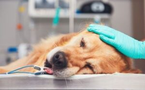 Dog Surgery Preparation