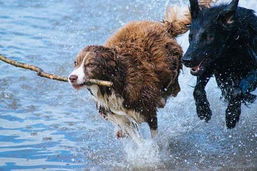 Two Dogs Running 