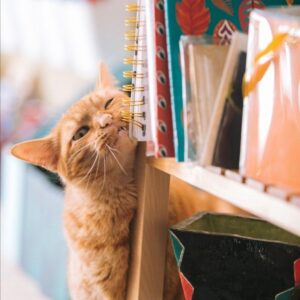 Cat near Bookcase