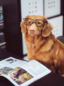 Reading Dog 