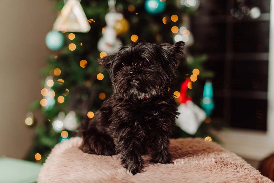 Cute black dog Christmas