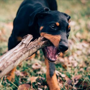Dog Chewing on Branch