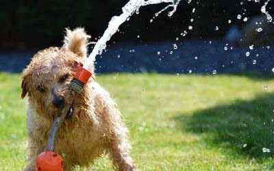 Dog Playing with Water