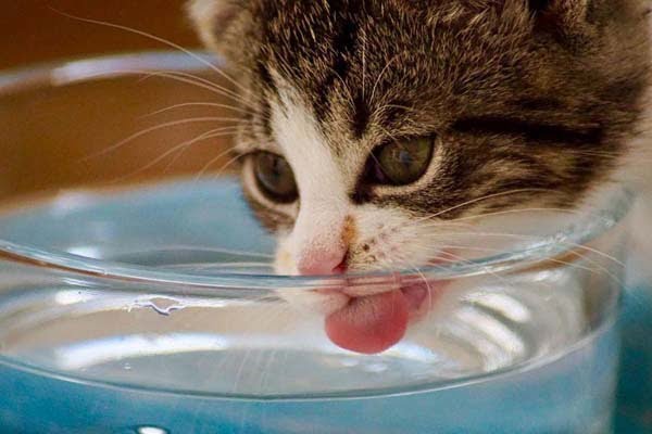 Thirsty Cat 