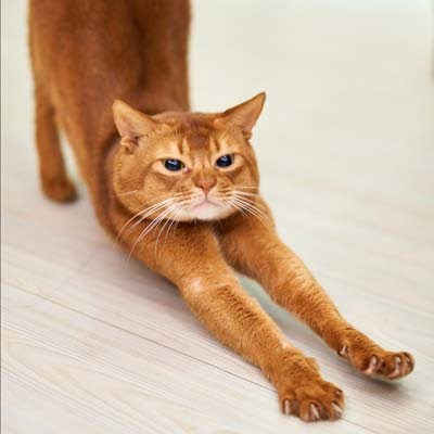 Stretching Cat 