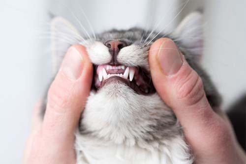 Cat Dental 