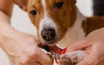 Five Top Tips for Trimming your Dog’s Nails!