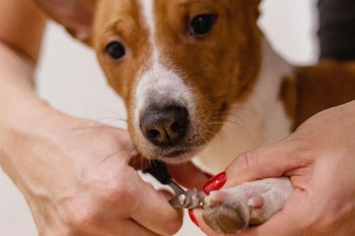 Five Top Tips for Trimming your Dog’s Nails!