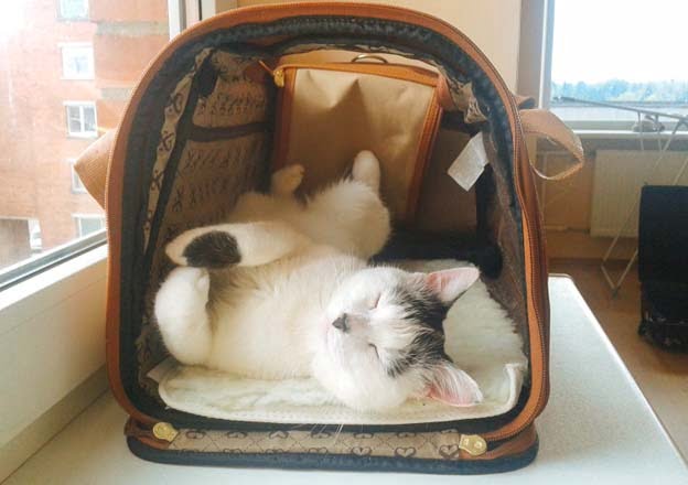 Cat Carrier Relaxed