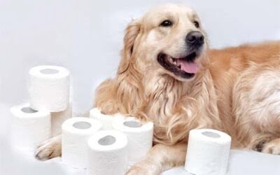Toilet Training your Puppy in Five Simple Steps (Even When it is Raining!)