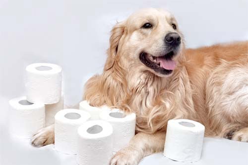 Toilet Training your Puppy in Five Simple Steps (Even When it is Raining!)