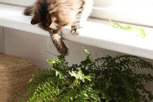 Cat Safe Indoor Plants