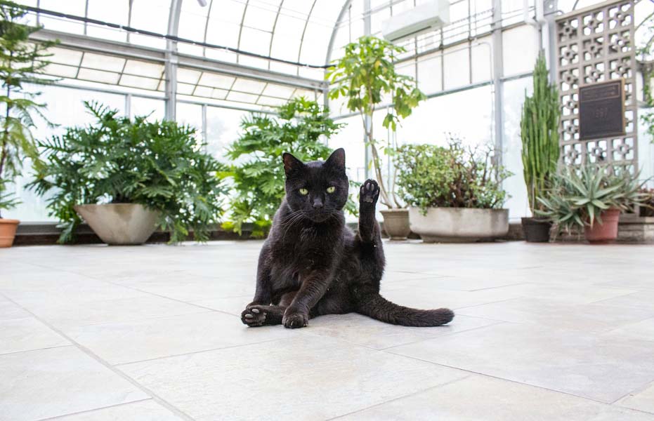 Cat Indoor Plants 