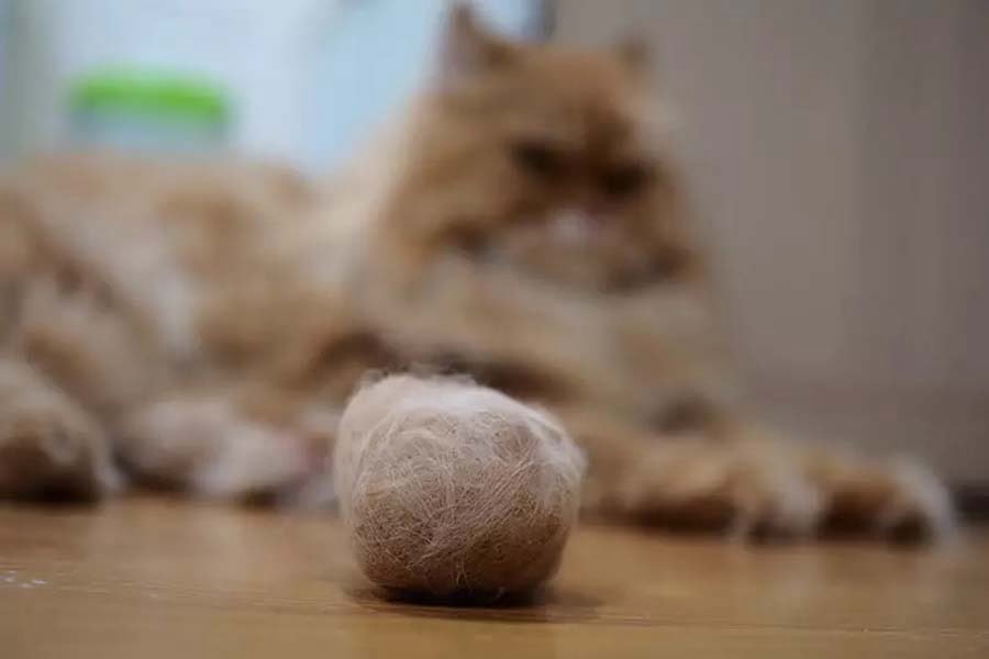 Cat Hairball