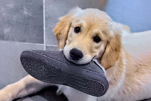 Socks, Rocks and Jocks! Oh My! How to Manage and Prevent your Dog Swallowing Non-food Items