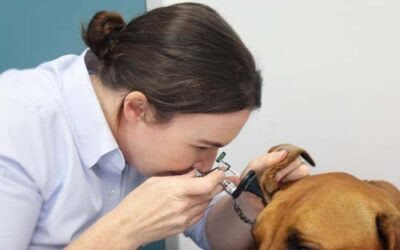 How to Manage and Prevent Dog Ear Problems