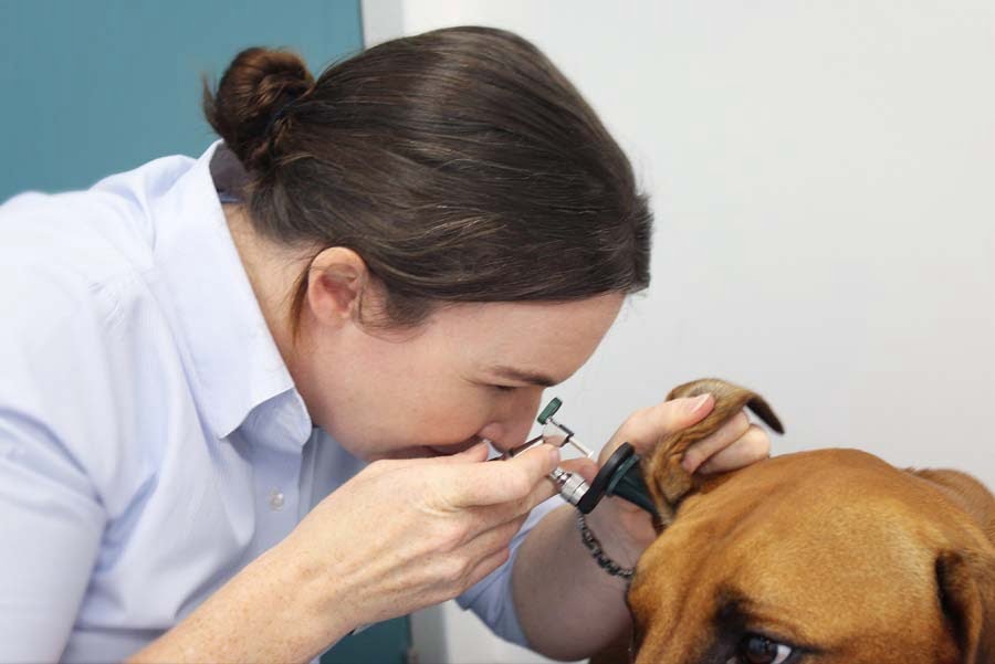 Dr Gretta Checking Dog Ear