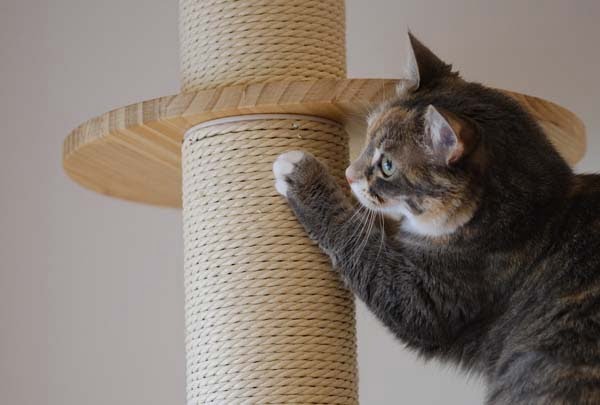 Cat Scratching Pole 