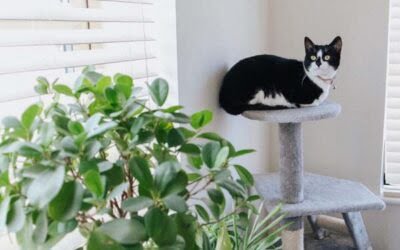 Indoor Enrichment: 6 Simple Steps to a Happy Cat!
