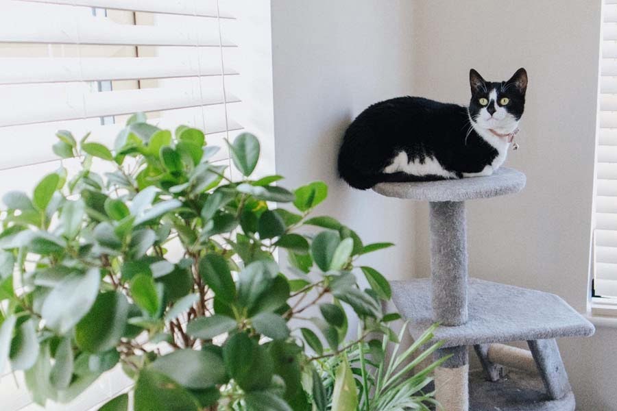 Cat and Indoor Plant