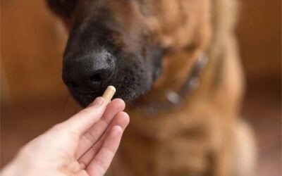 Is Giving your Dog Oral Medication a Struggle? Let’s Make it Easier.