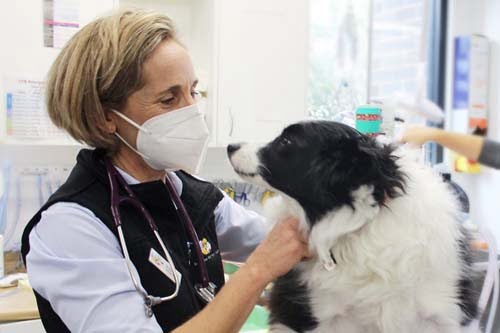 Dr Pip Wines and Border Collie