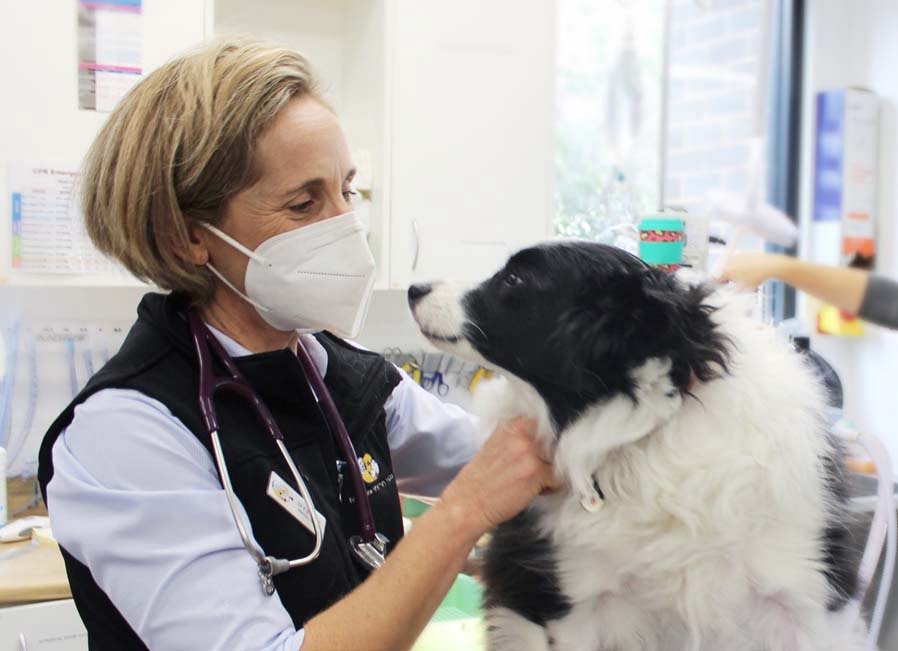 Dr Pip Wines and Border Collie