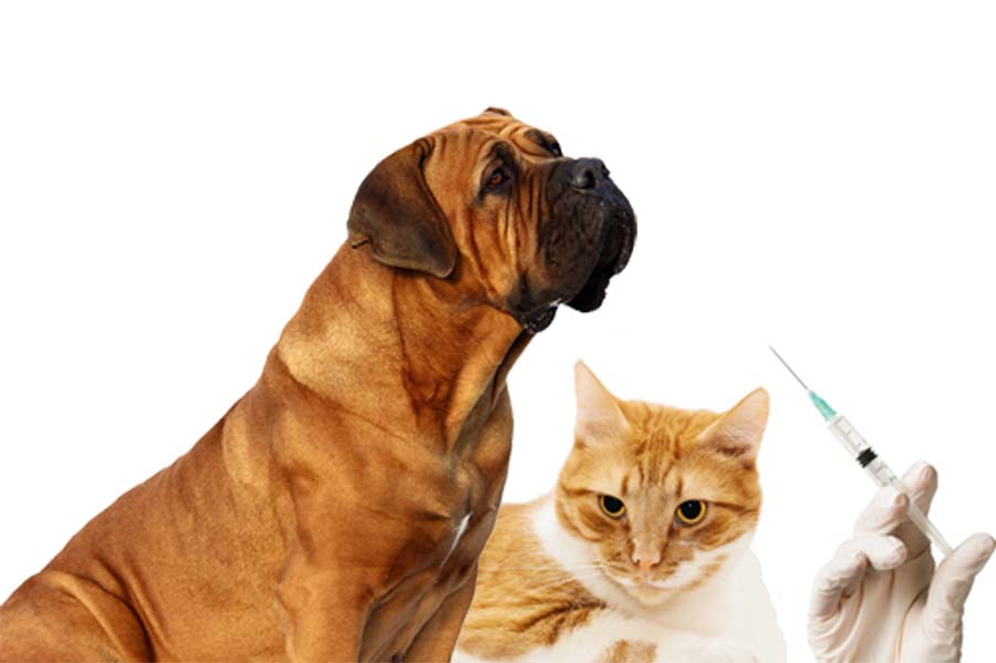 Cat and Dog Injection 