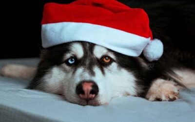 Managing your Anxious Dog During the Holiday Season