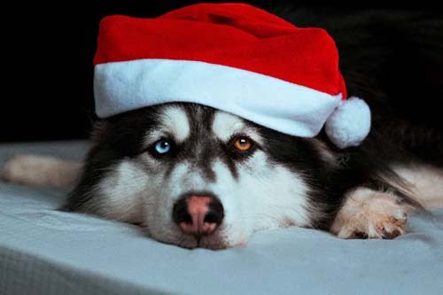 Managing your Anxious Dog During the Holiday Season