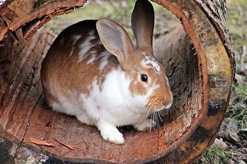 Simple Steps to Enrich your Rabbit’s Life