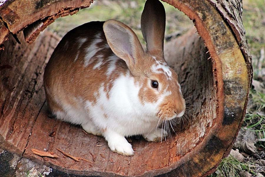 Rabbit in Log