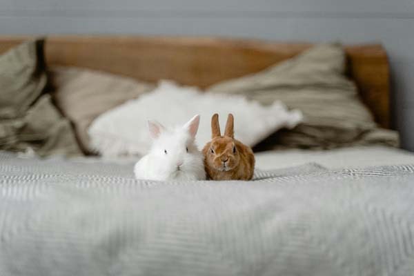 Rabbit on Bed
