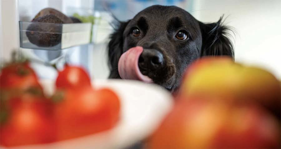 Dog Tempted by Food 